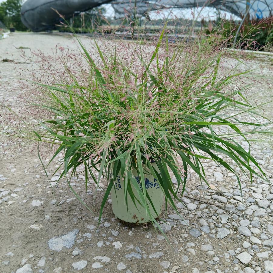 Eragrostis spectabilis 