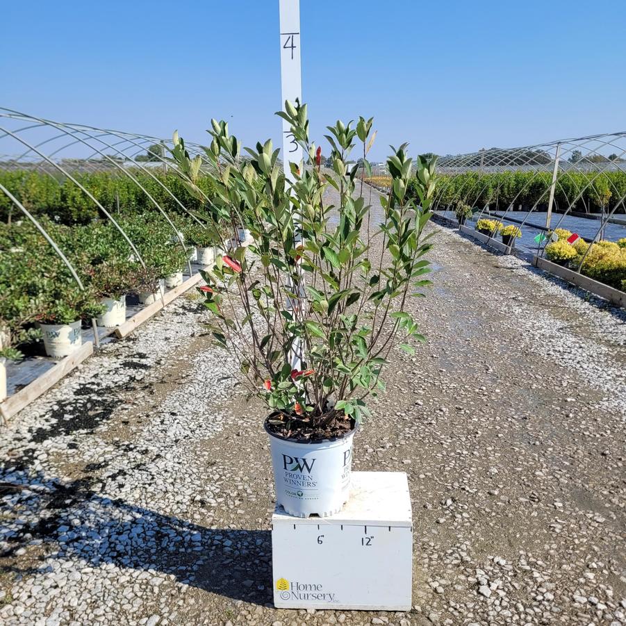 Aronia melanocarpa Low Scape Snowfire®