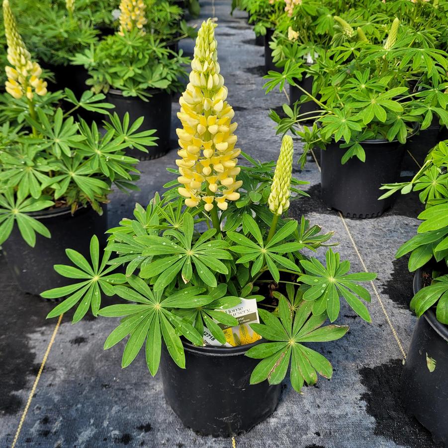 Lupinus pol Staircase™ Yellow