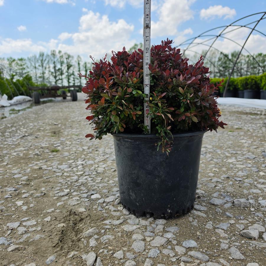 Berberis thunbergii 'Crimson Pygmy'