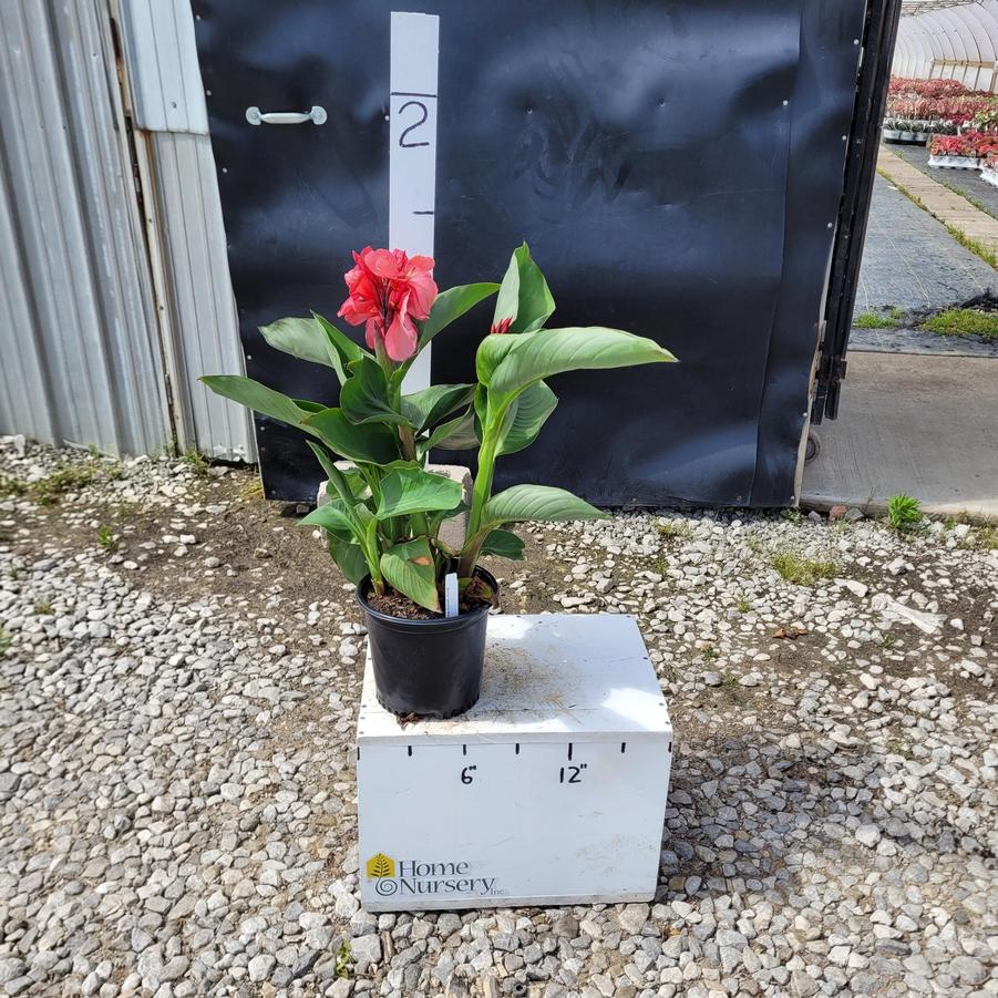 Canna Cannova® Rose Dark Bud