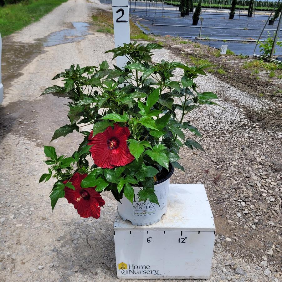 Hibiscus x Summerific® 'Garnet Globes'