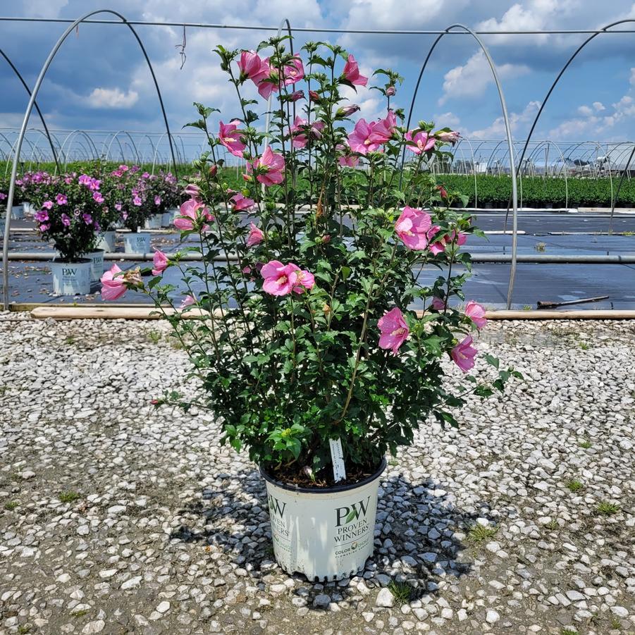 Hibiscus syriacus Lil' Kim&reg; Red