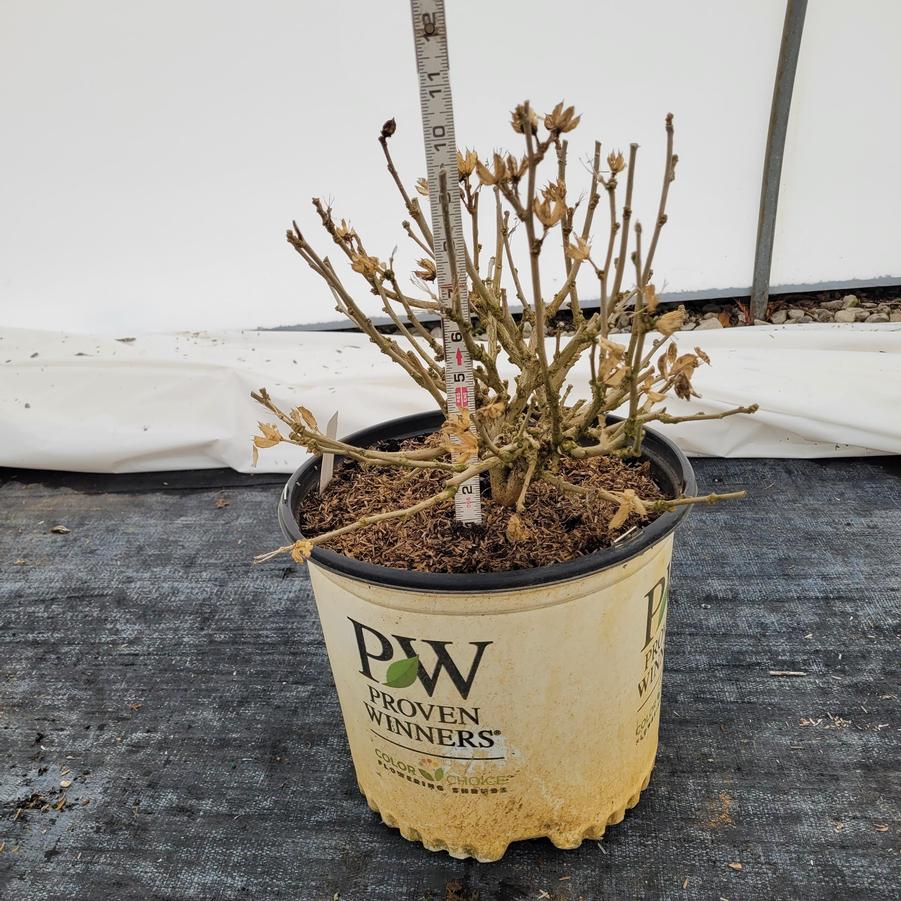 Hibiscus syriacus Lil' Kim&reg;