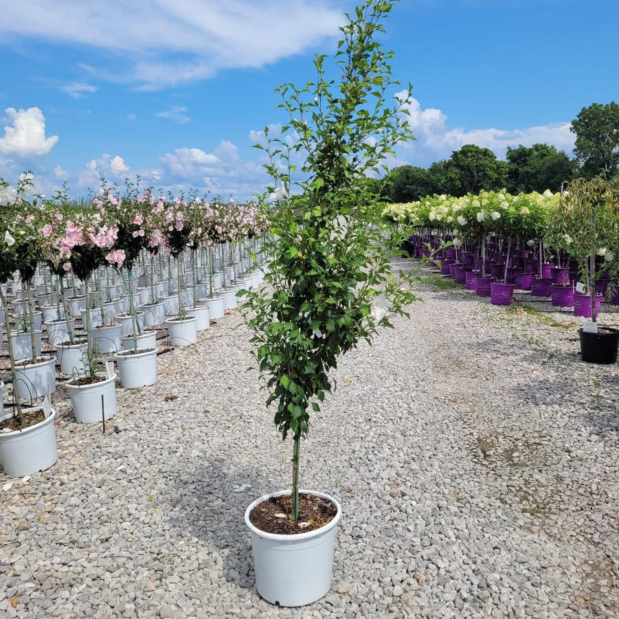 Hibiscus syriacus White Pillar® Tree