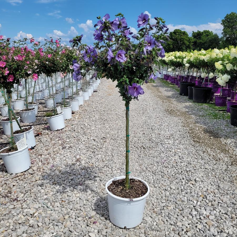 Hibiscus x Paraplu Violet® Tree