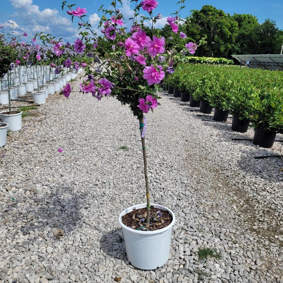 Hibiscus syriacus Dark Lavender Chiffon® Tree