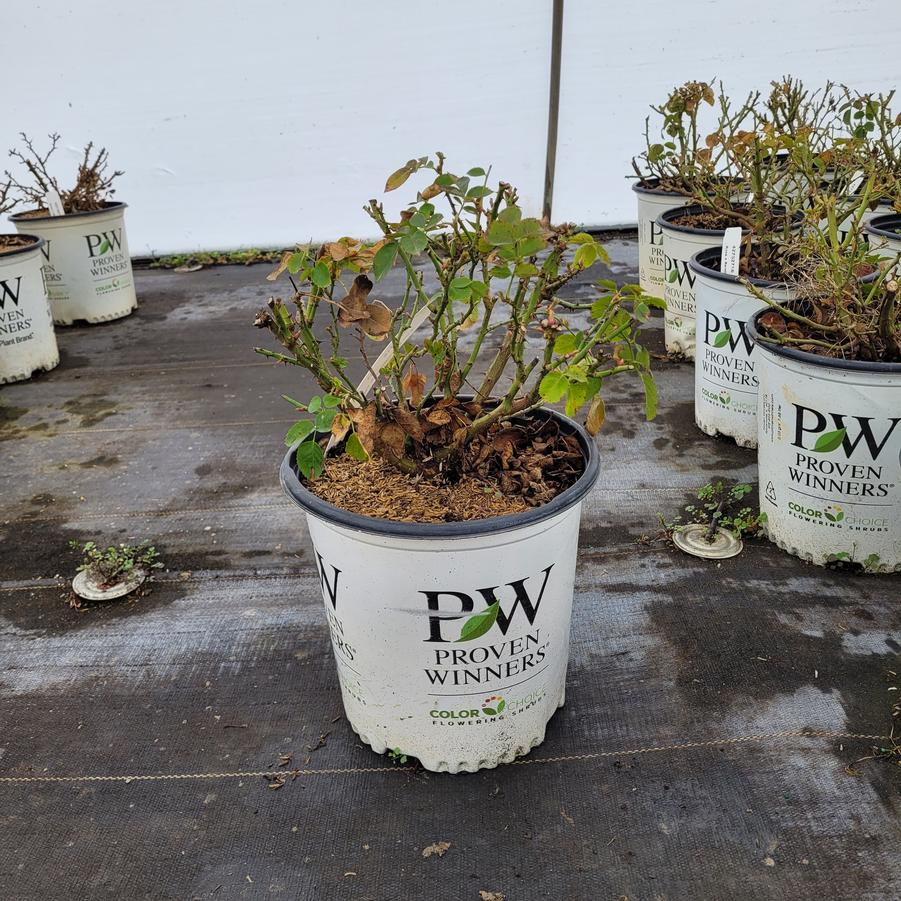 Rosa x Reminiscent® Yellow