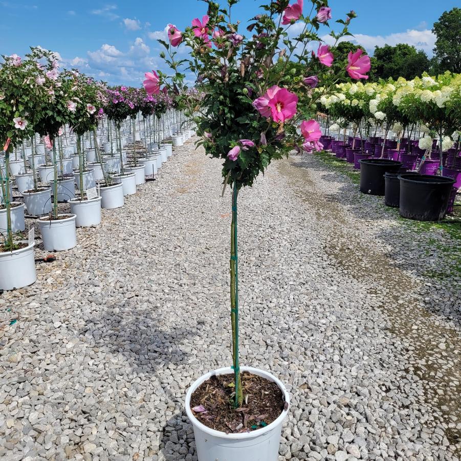 Hibiscus syriacus Paraplu Rouge™ Tree