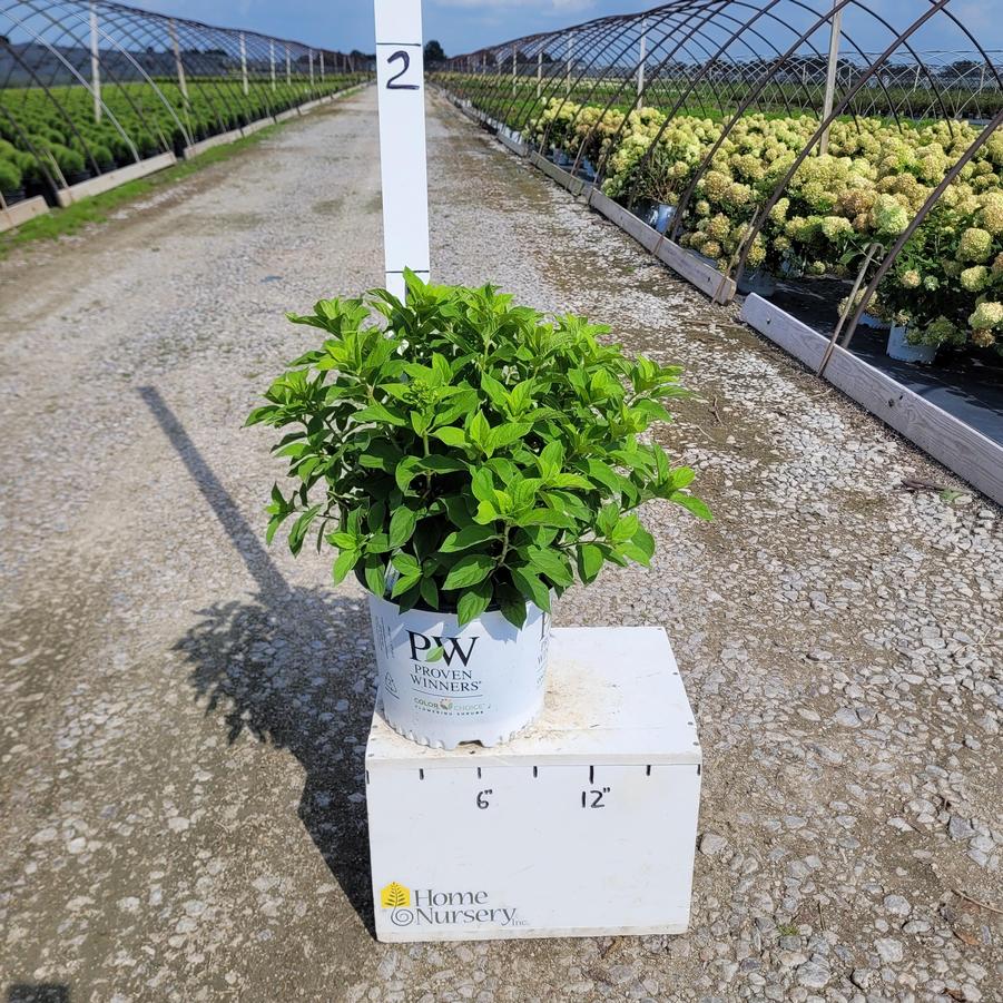 Hydrangea paniculata Powerball™