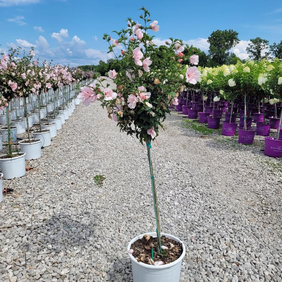 Hibiscus syriacus Pink Chiffon® Tree