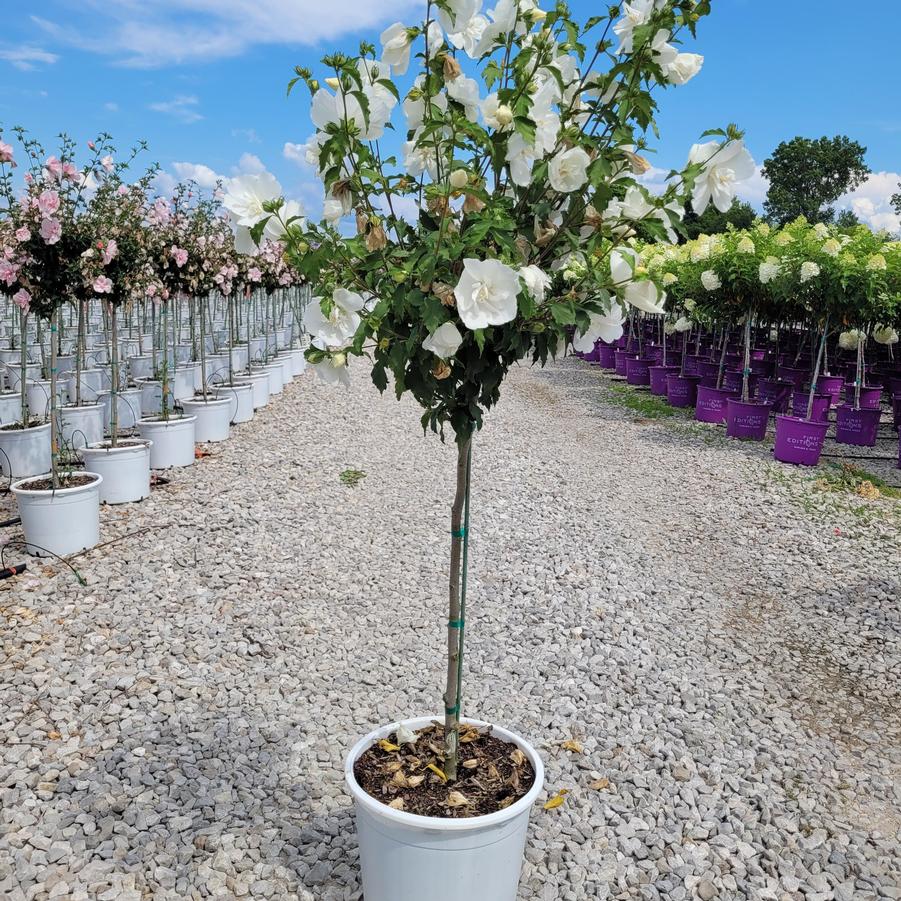 Hibiscus syriacus White Chiffon® Tree