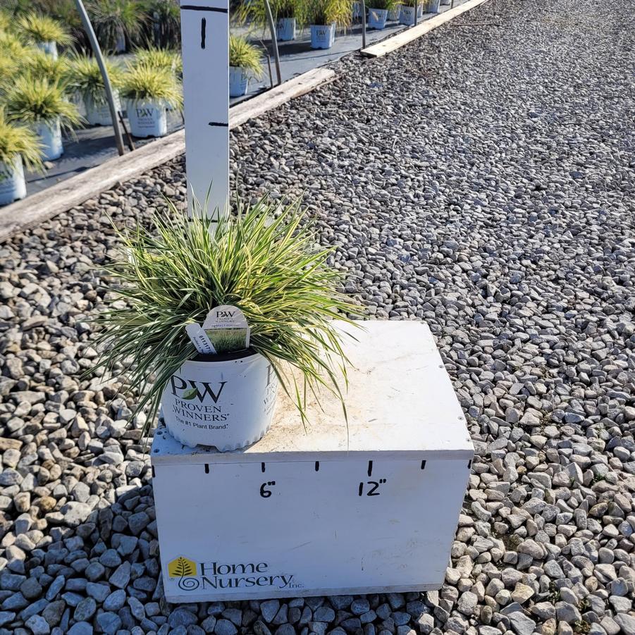 Festuca arundinacea 'Perfect Edging'