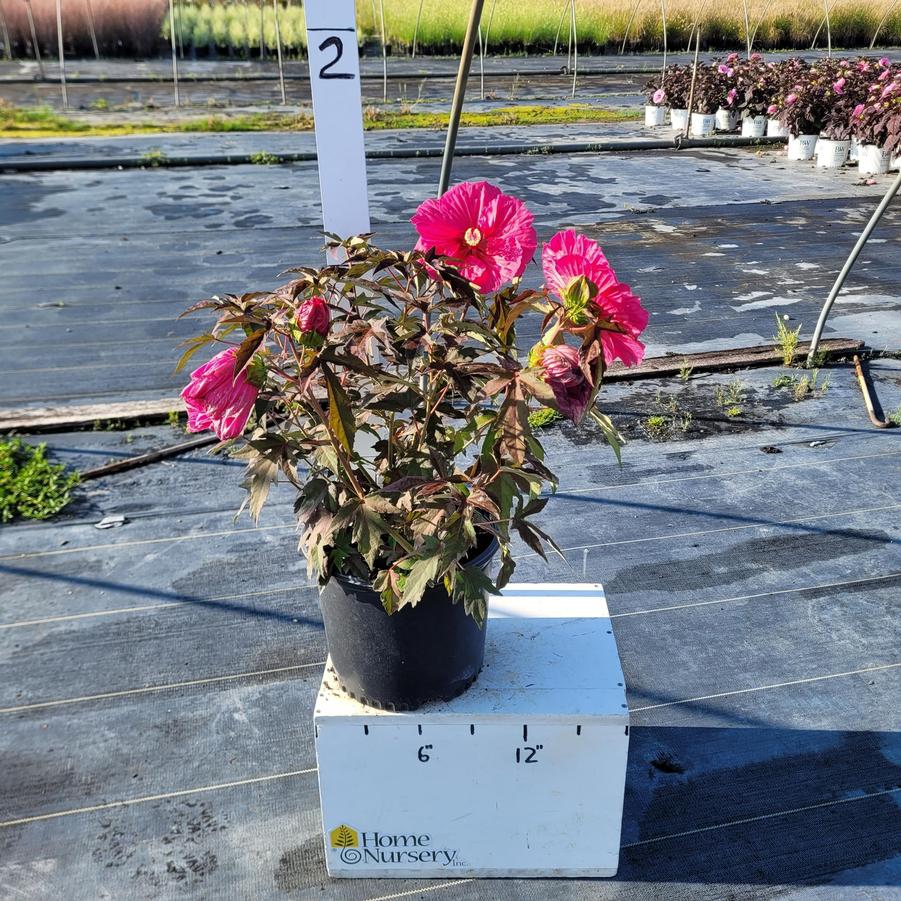 Hibiscus x Hibiscus x 'Watermelon Ruffles'