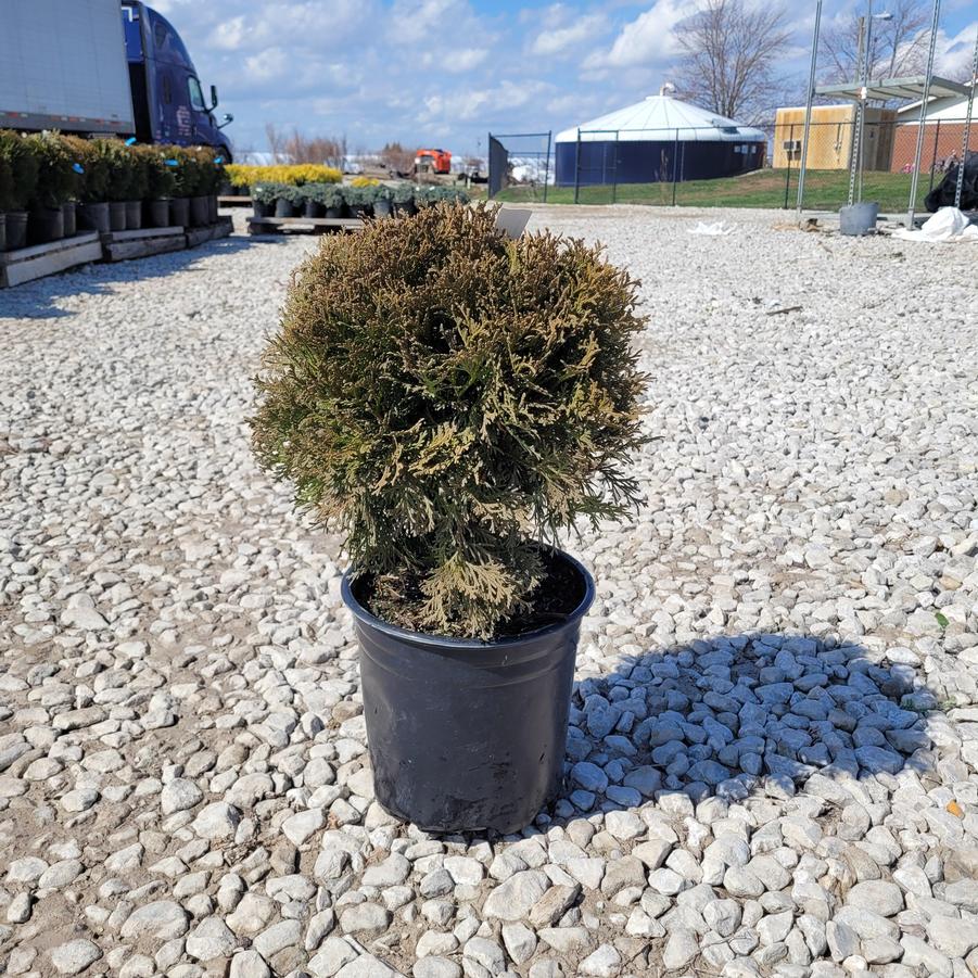 Thuja occidentalis 'Little Giant'