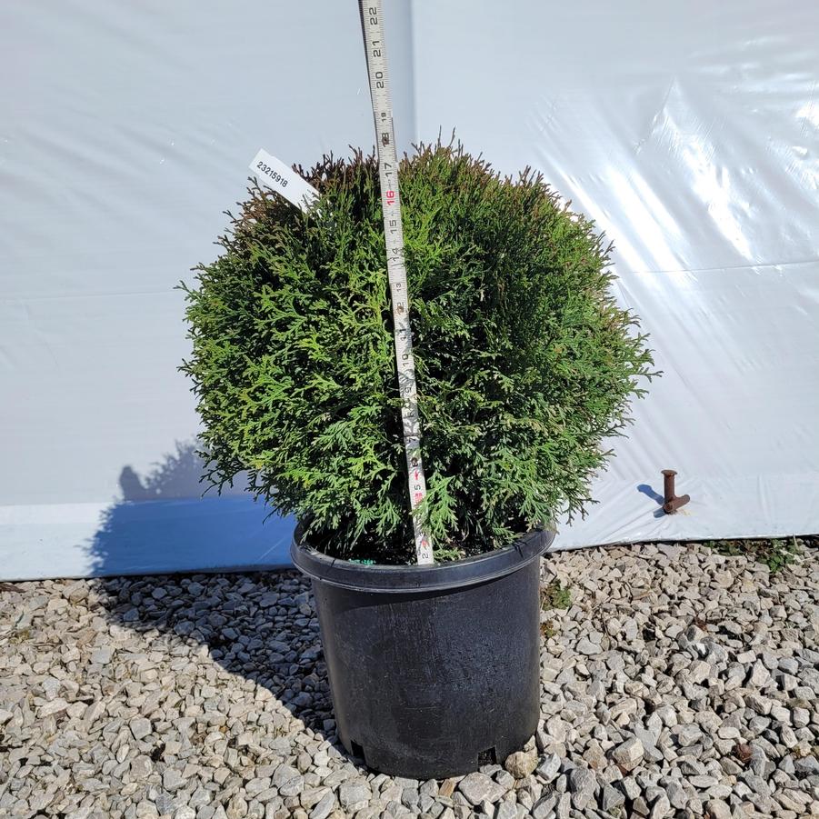 Thuja occidentalis 'Little Giant'