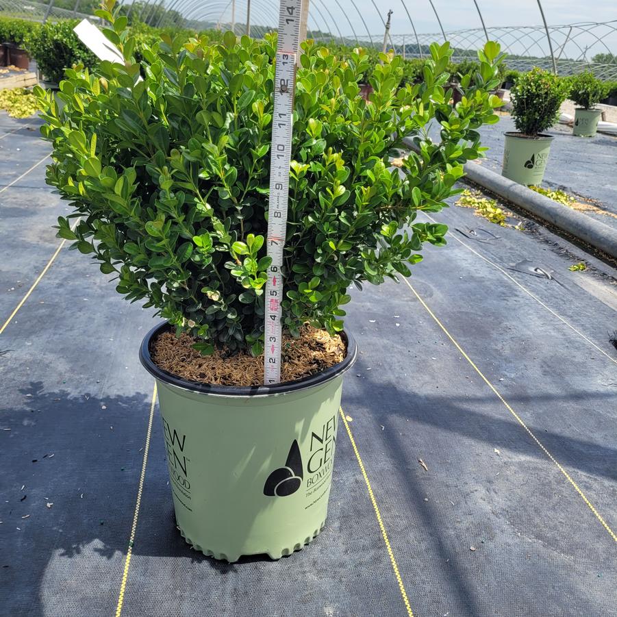 Buxus NewGen Freedom®