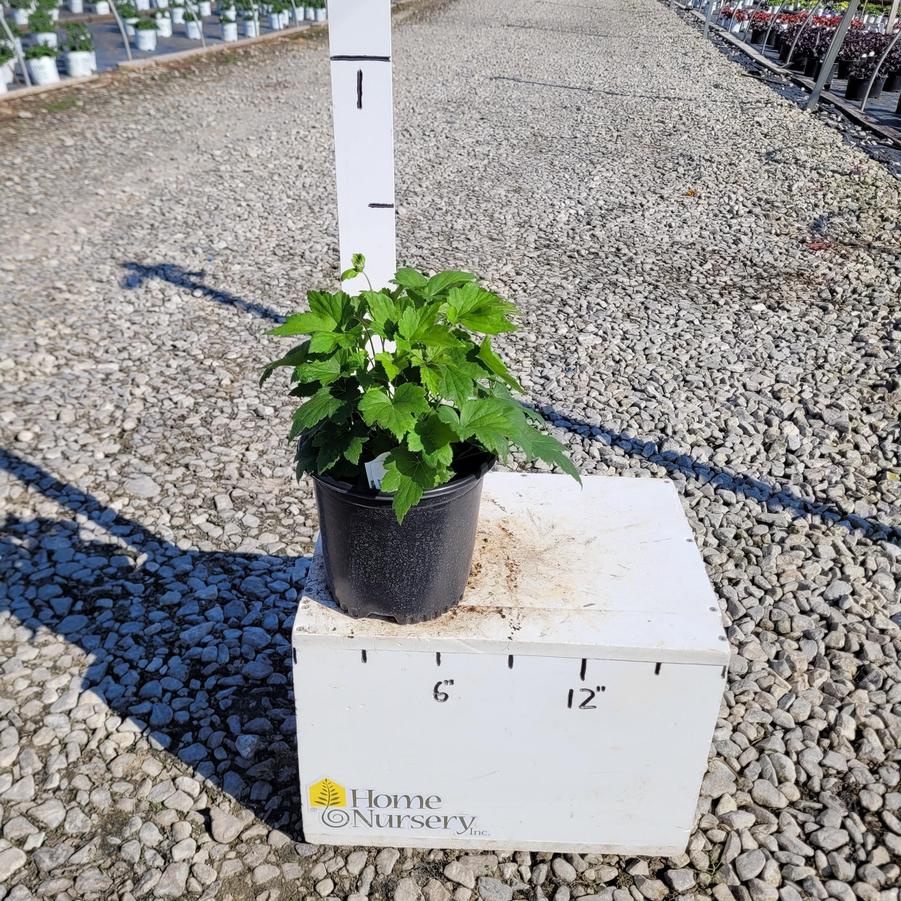 Anemone hupehensis var. japonica 'Pamina'