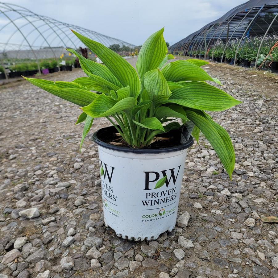 Hosta x Shadowland&reg; 'Empress Wu'