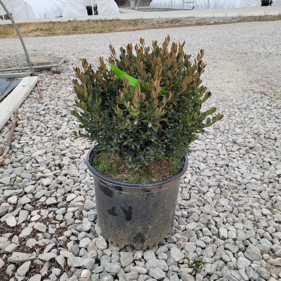 Buxus x 'Green Velvet'