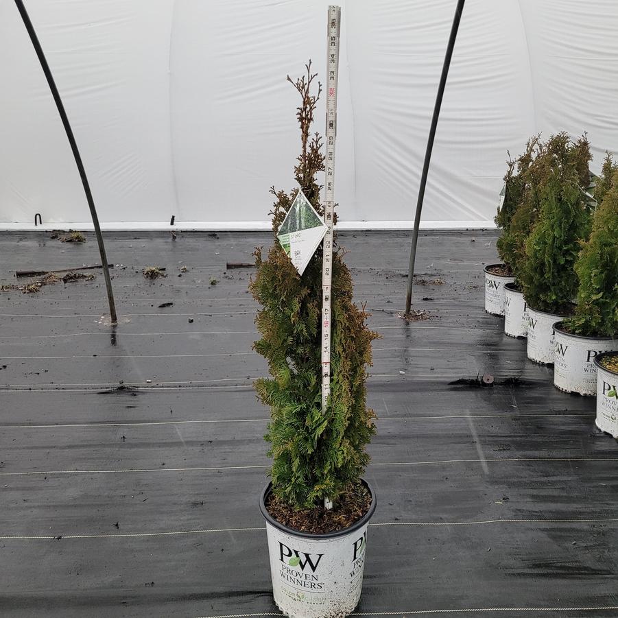 Thuja occidentalis Sting™