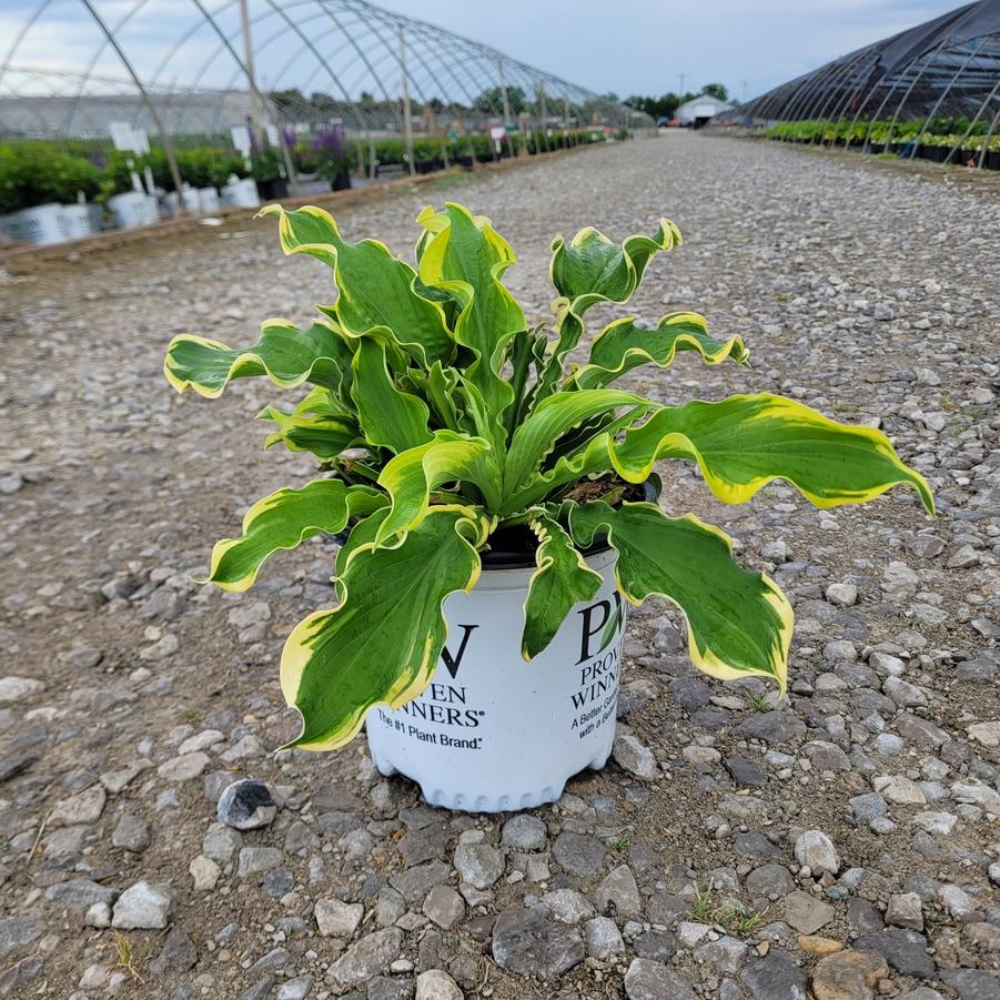 Hosta x Shadowland&reg; 'Wheee!'