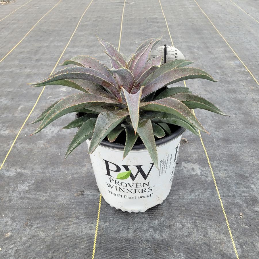 Mangave x Art & Sol™ 'Purple People Eater'