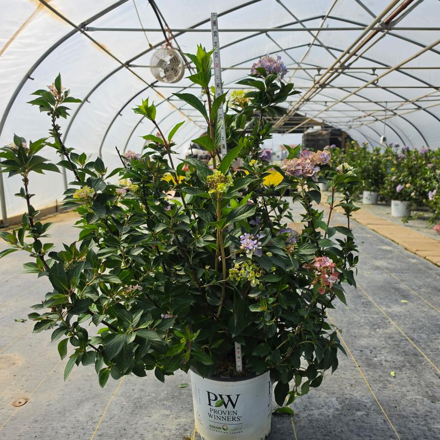 Hydrangea x Fairytrail Fresco™