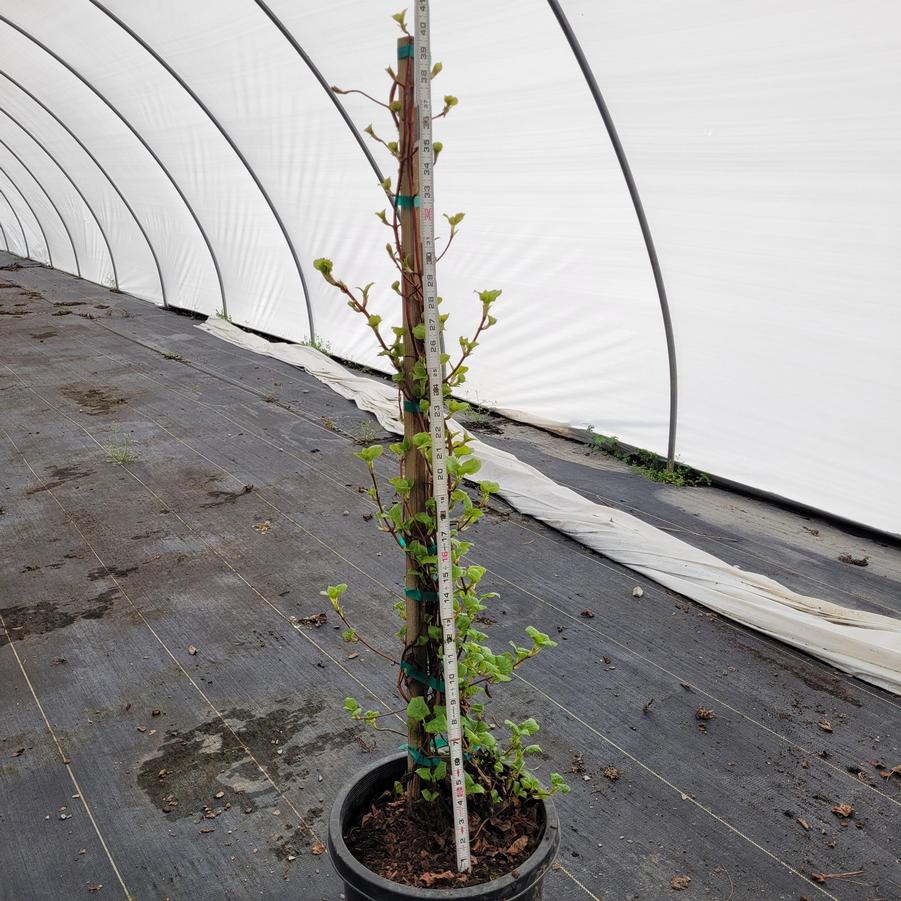 Hydrangea anomala subsp. petiolaris 