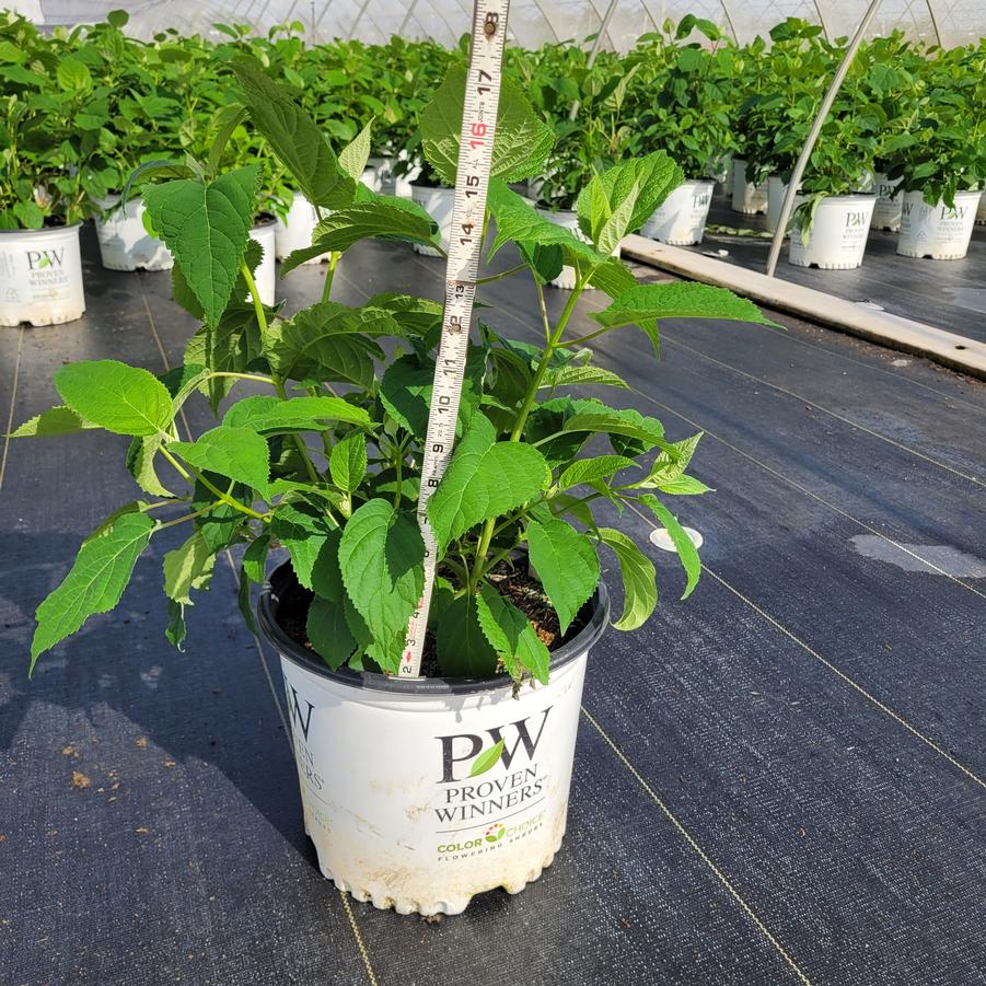 Hydrangea arborescens Incrediball&reg;