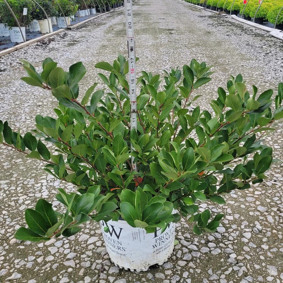 Aronia melanocarpa Low Scape Mound®