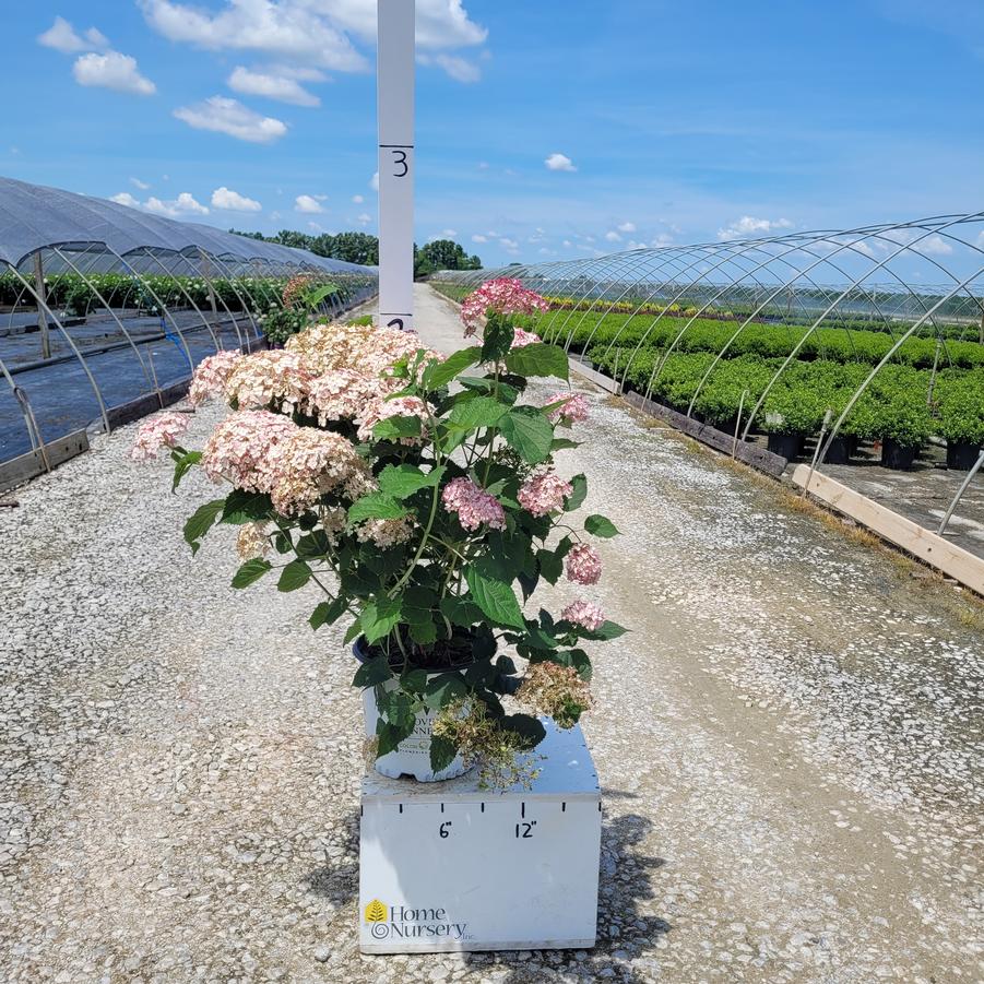 Hydrangea arborescens Incrediball® Blush