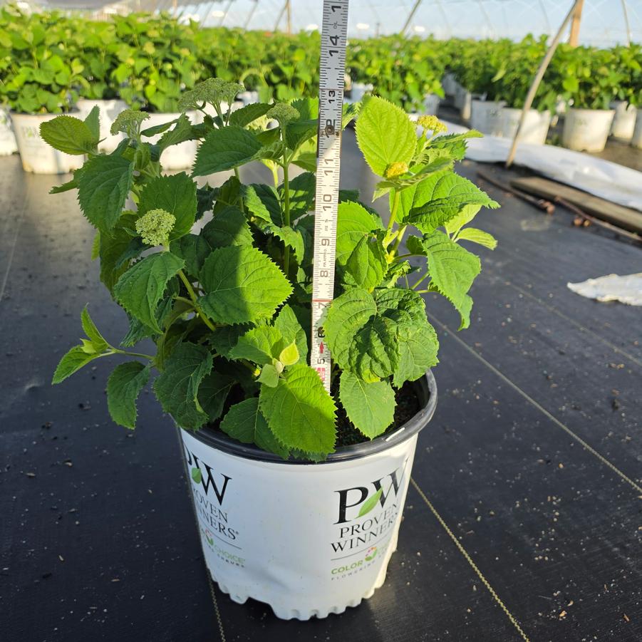 Hydrangea arborescens Invincibelle Wee White®