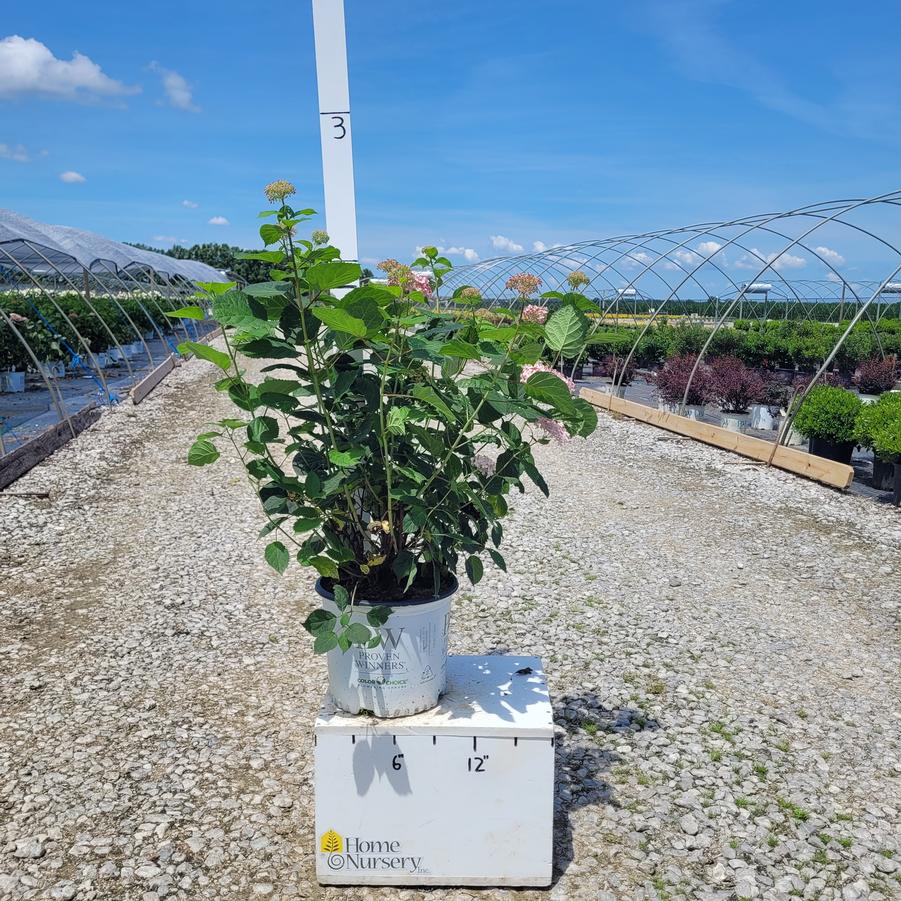 Hydrangea arborescens Invincibelle® Spirit II