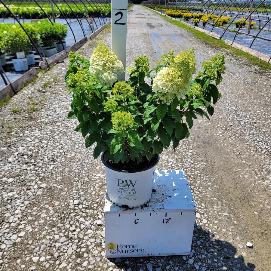 Hydrangea paniculata Bobo®