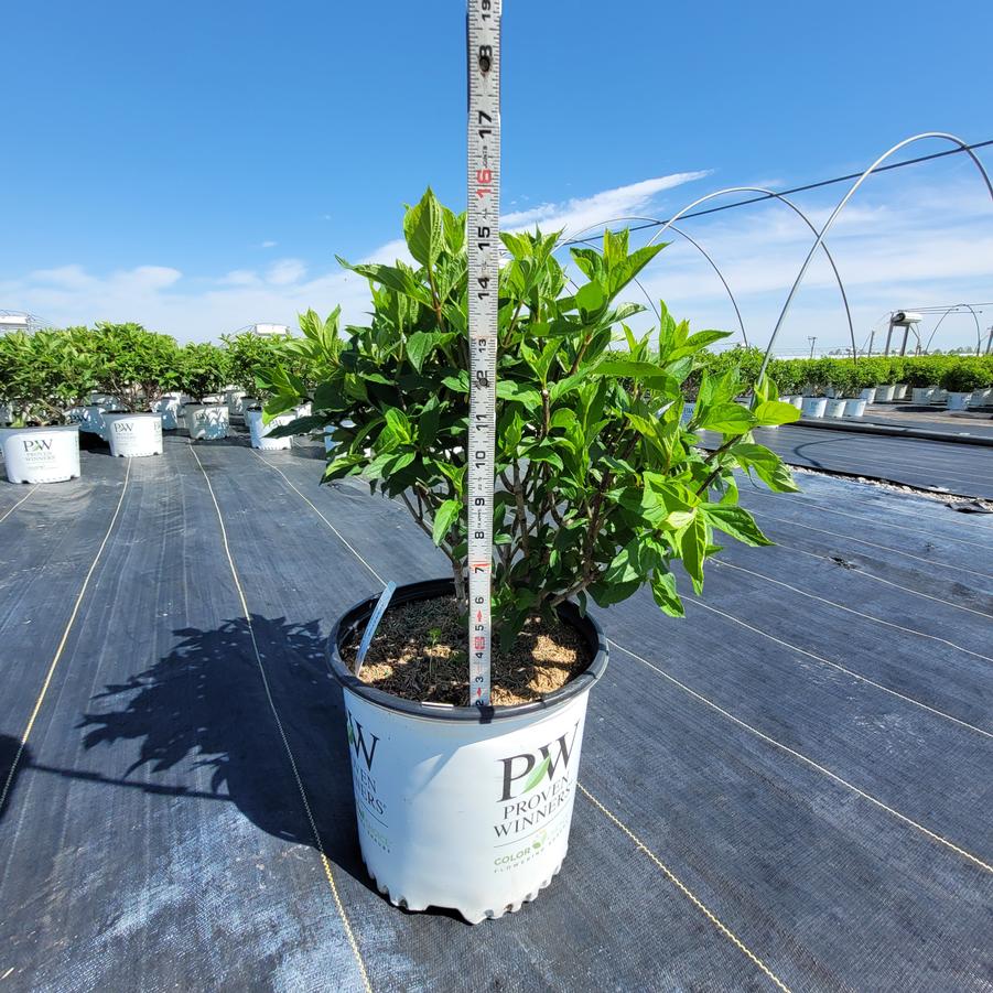 Hydrangea paniculata 'Limelight'