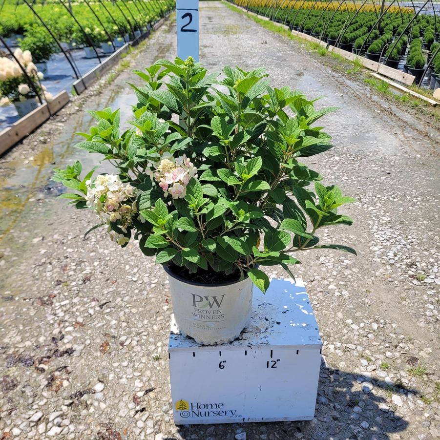 Hydrangea paniculata Little Quick Fire®