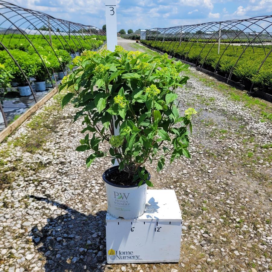 Hydrangea paniculata Quick Fire Fab®