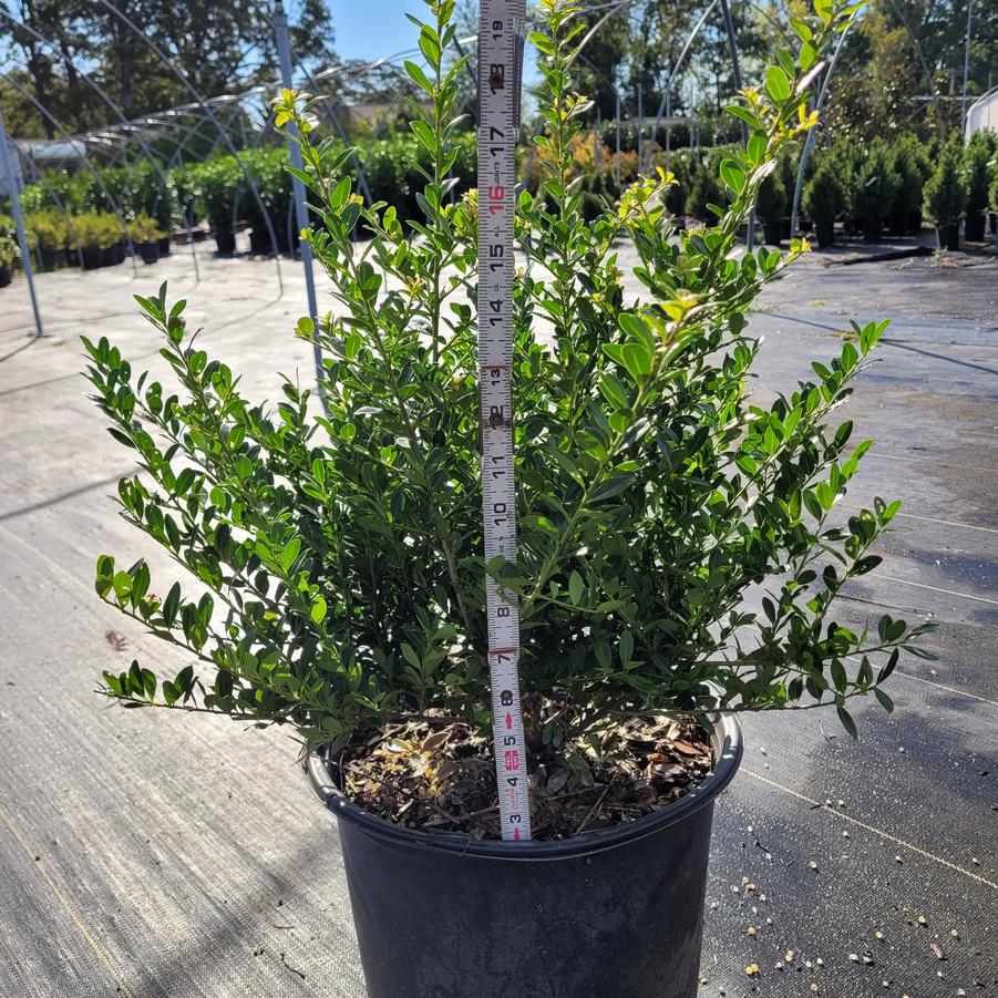 Ilex crenata 'Green Lustre'
