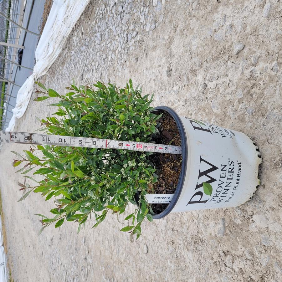 Ilex glabra Gem Box&reg;