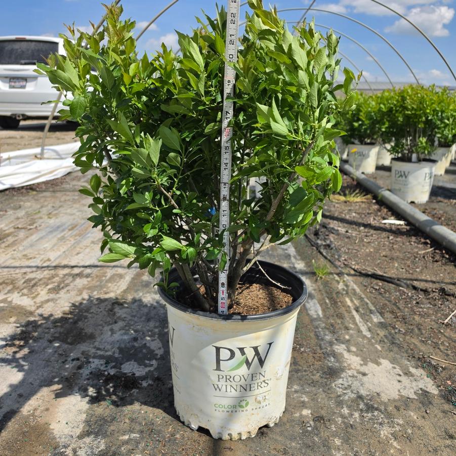 Ilex verticillata Berry Poppins&reg;