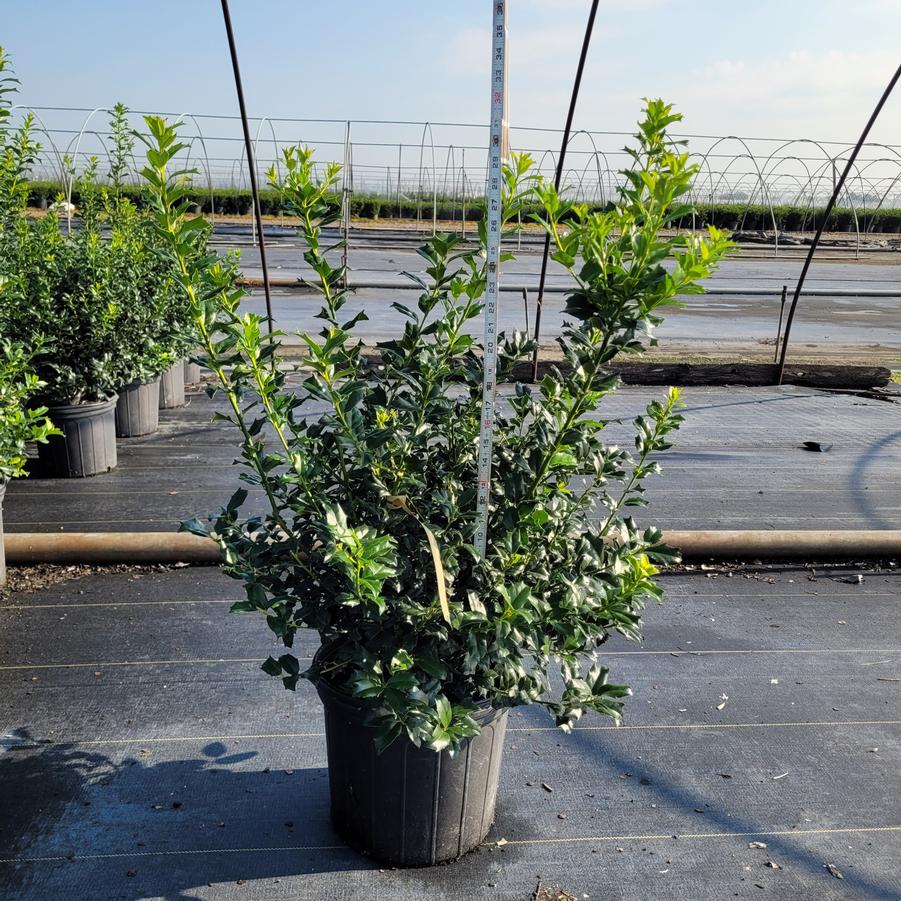 Ilex x 'China Boy'