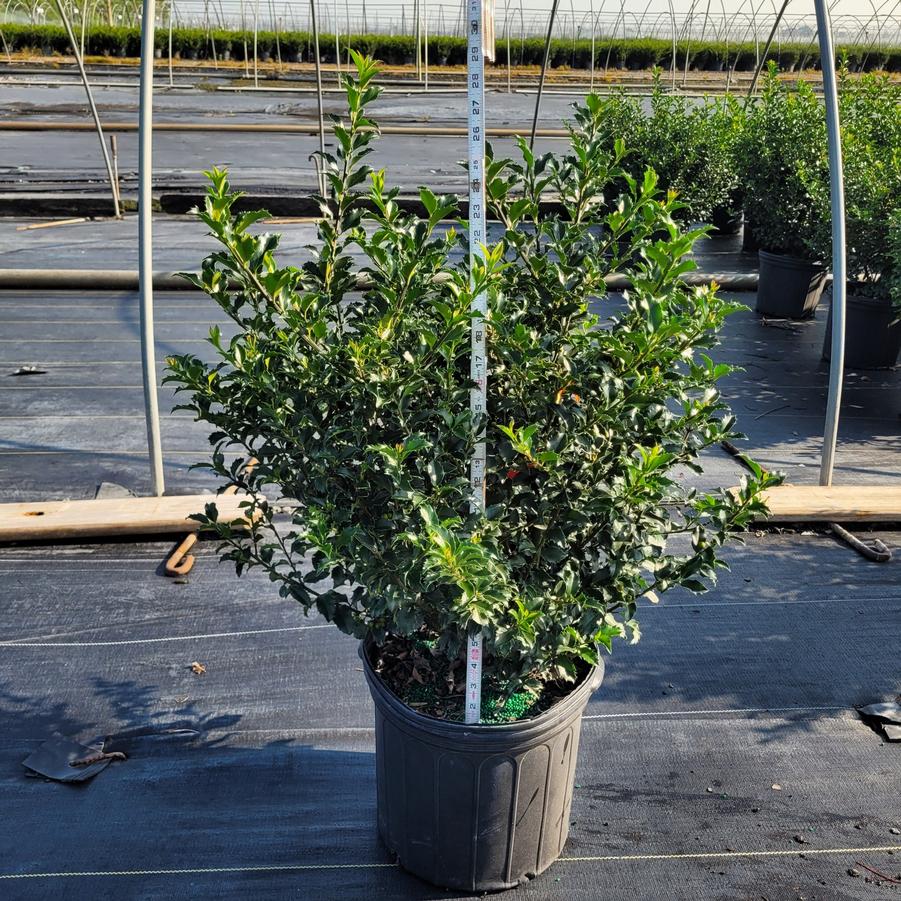 Ilex x meserveae 'Blue Princess'
