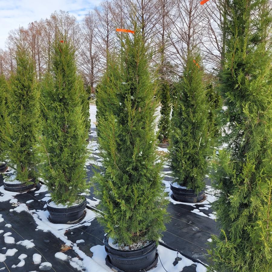 Juniperus chinensis 'Keteleeri'