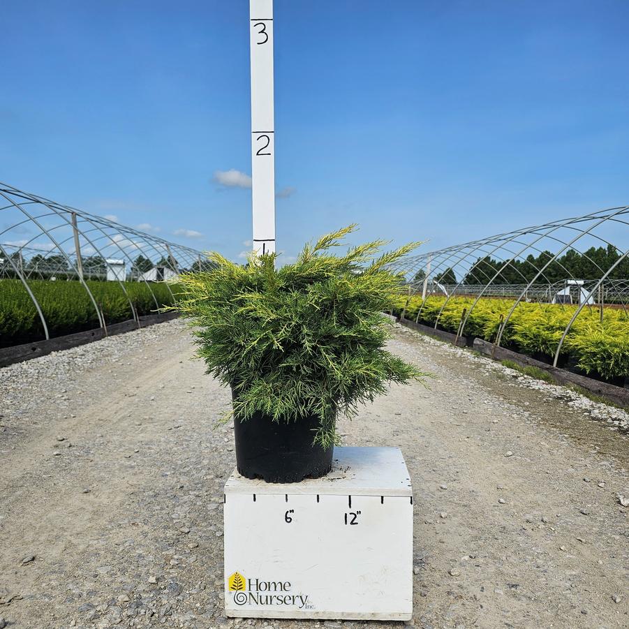 Juniperus chinensis 'Gold Lace'