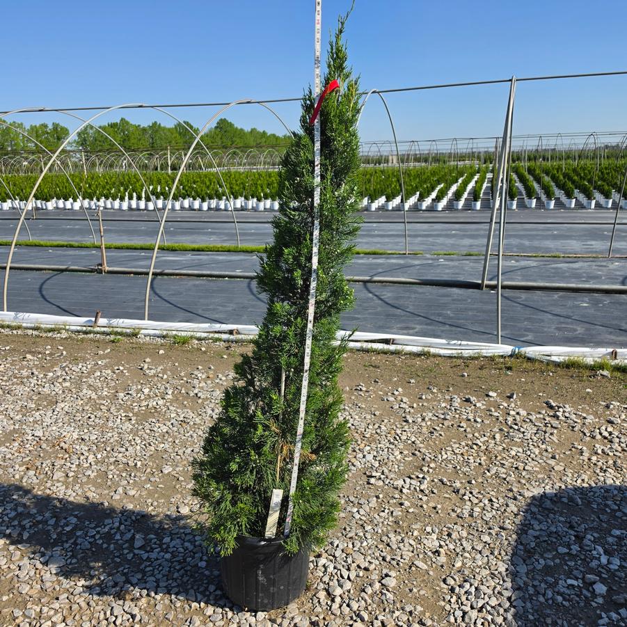 Juniperus chinensis 'Hetzii Columnaris' Chinese Juniper from Home