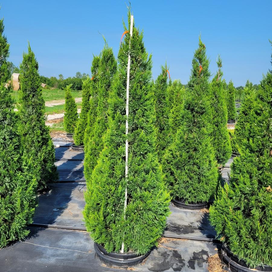 Juniperus chinensis 'Hetzii Columnaris'