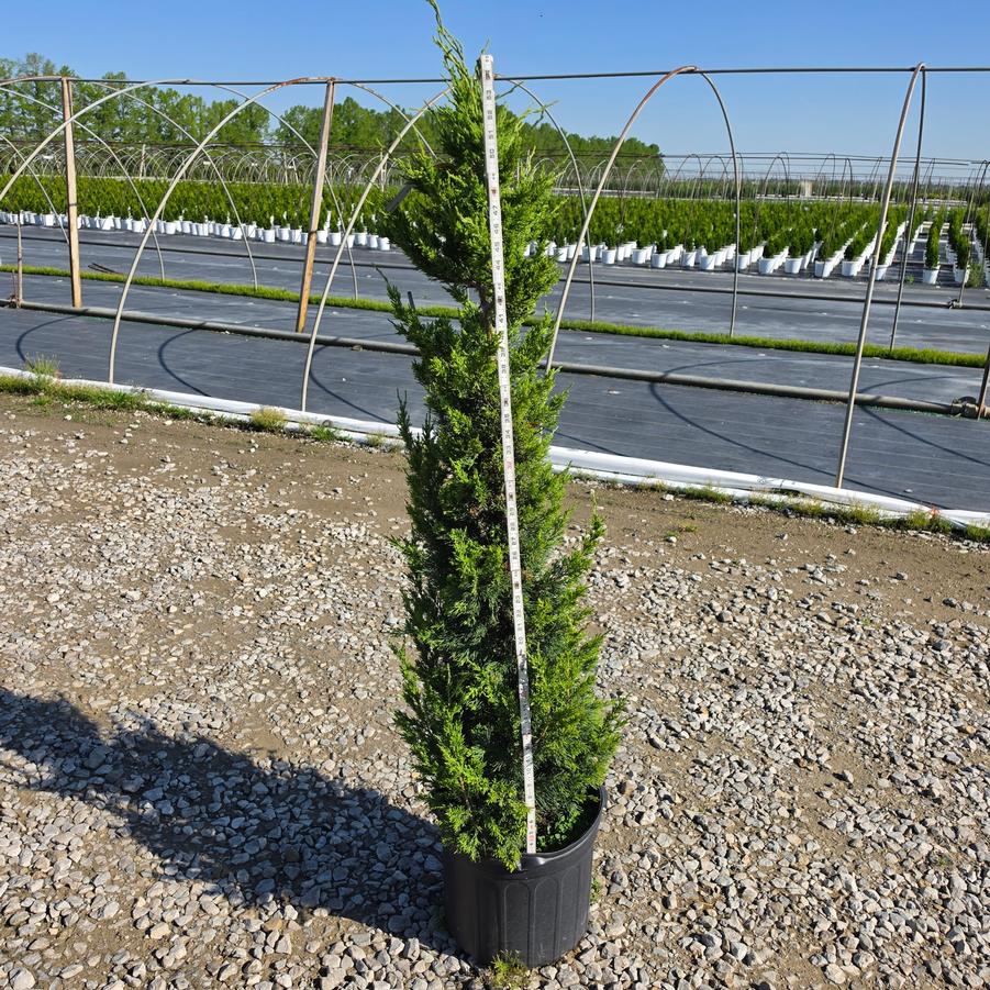 Juniperus chinensis 'Perfecta'