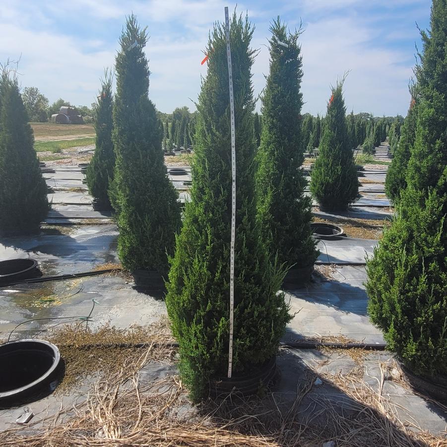 Juniperus chinensis 'Perfecta'