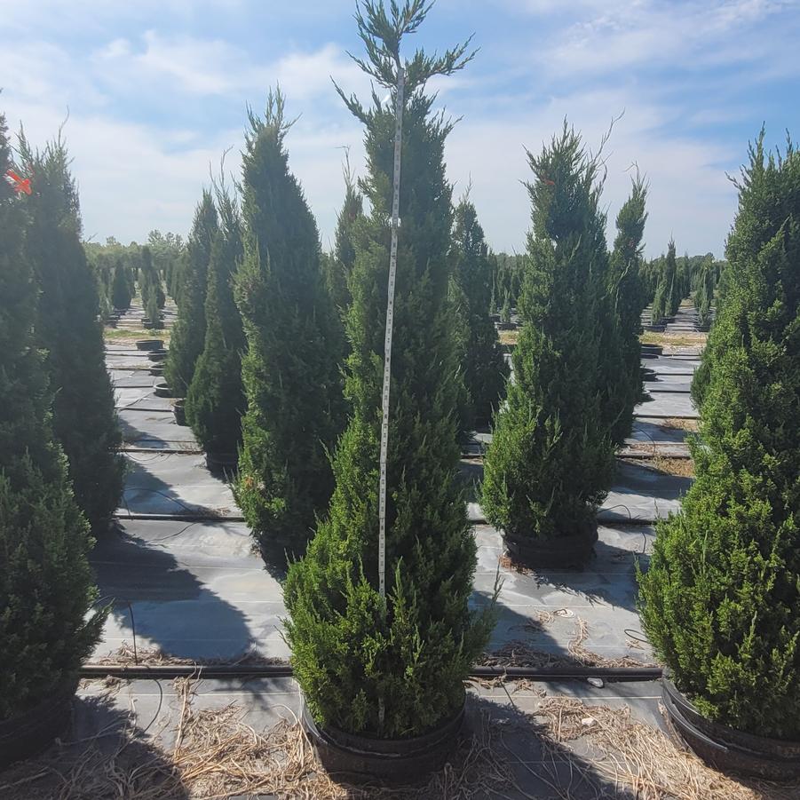 Juniperus chinensis 'Perfecta'